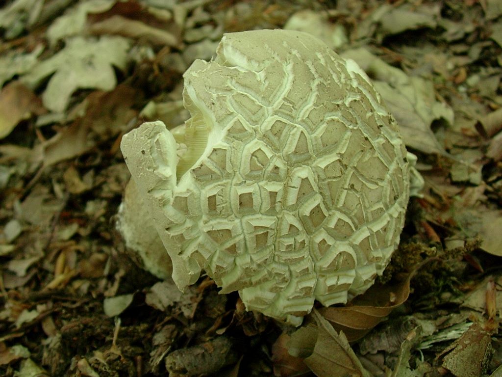 1673 Tolfa vecchio ritrovamento